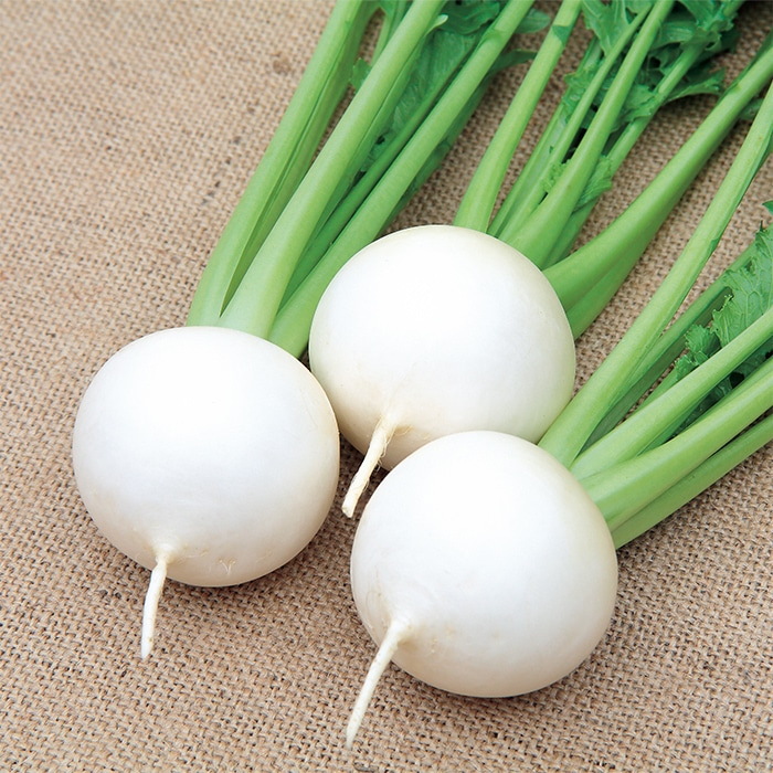 小カブ 種<br> 『まるちゃん』 渡辺農事/2dl