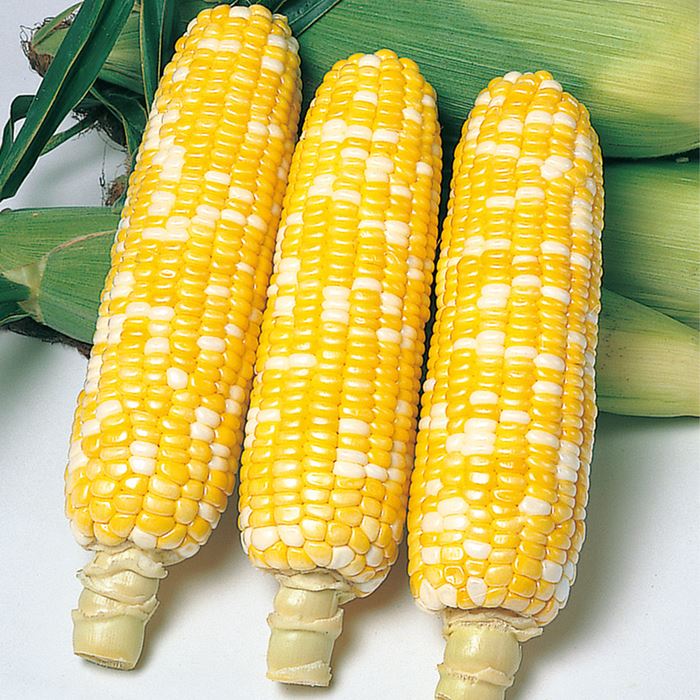 コーン粒さま専用ページ スイートコーン ハニーバンタム(R) ピーターコーン｜種（タネ）,球根