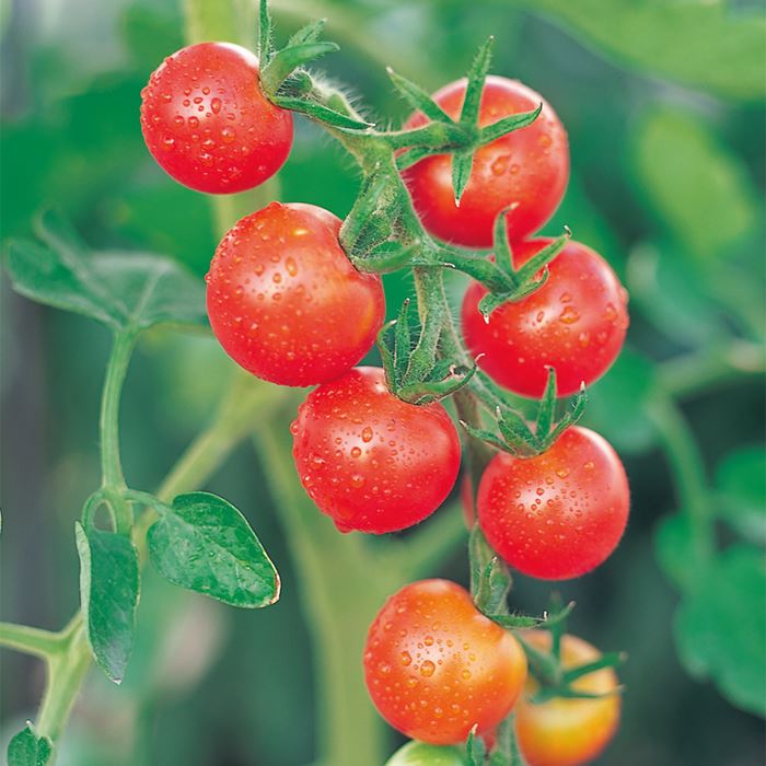 ミニトマト シュガーランプ 種 タネ 球根 苗の通販はサカタのタネ オンラインショップ