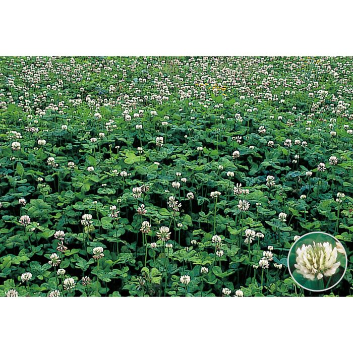 ホワイトクローバー 種 タネ 球根 苗の通販はサカタのタネ オンラインショップ