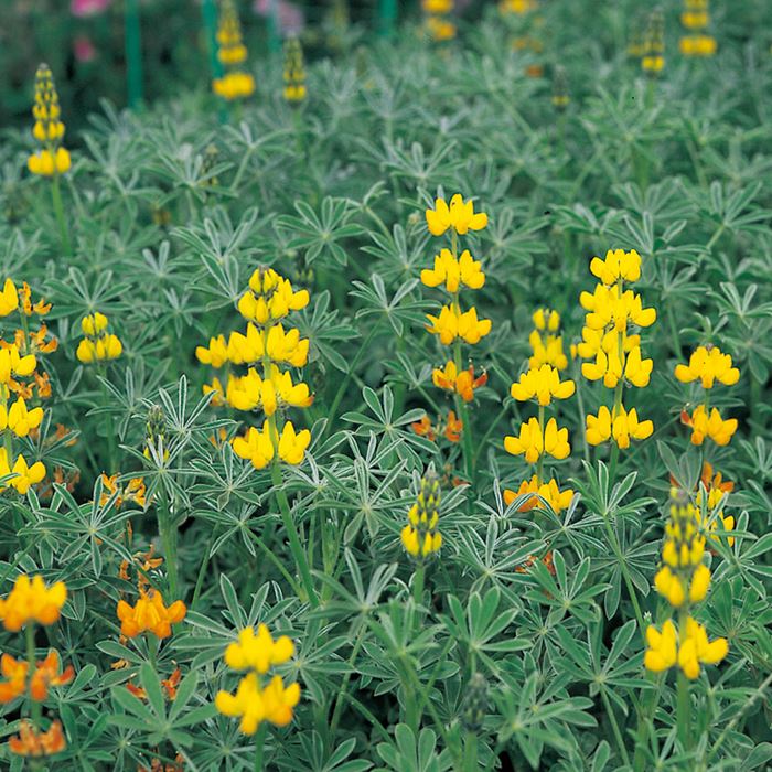 黄花ルーピン 種 タネ 球根 苗の通販はサカタのタネ オンラインショップ