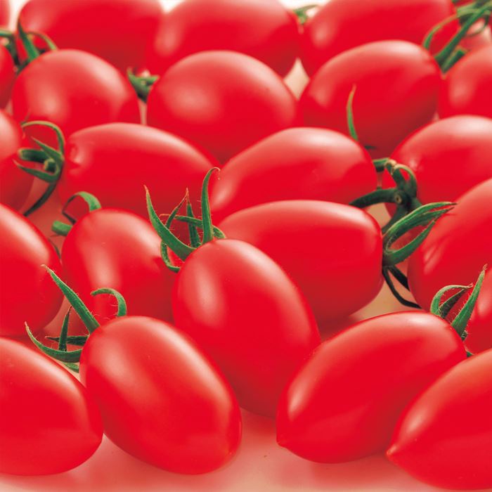 ミニトマト アイコ 種 タネ 球根 苗の通販はサカタのタネ オンラインショップ
