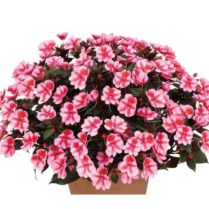 美品‼️ T.sucrei 選抜 銀葉種 赤花 40200358_00.jpg
