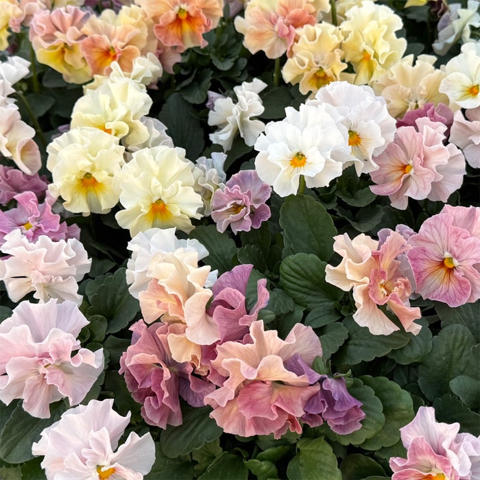 パンジー シエルブリエ ピンク系 見計らいミックス｜種（タネ）,球根