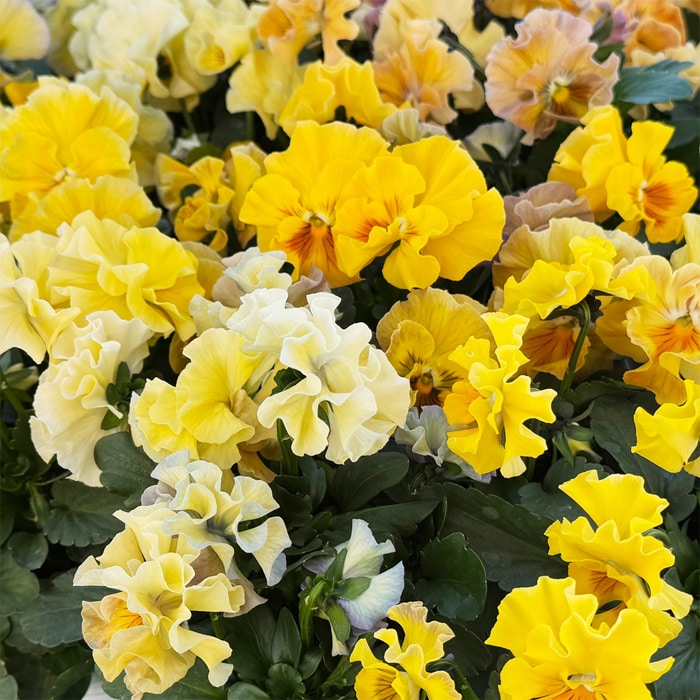 パンジー シエルブリエ イエロー系 見計らいミックス｜種（タネ）,球根