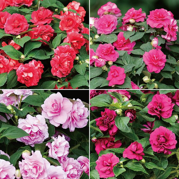 バラ咲きインパチエンス カリフォルニアローズ フィエスタ R グランデ 4種セット 種 タネ 球根 苗の通販はサカタのタネ オンラインショップ