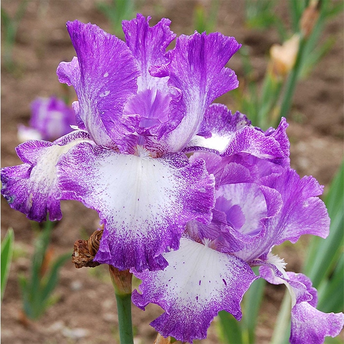 ジャーマンアイリス4株 国華園オンラインショップ / ジャーマンアイリス 株分け苗 ジャーマン