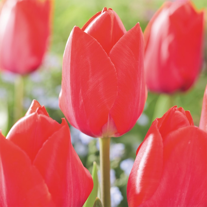 カラーパレット(R) チューリップ 一重咲き レッドファンアイク