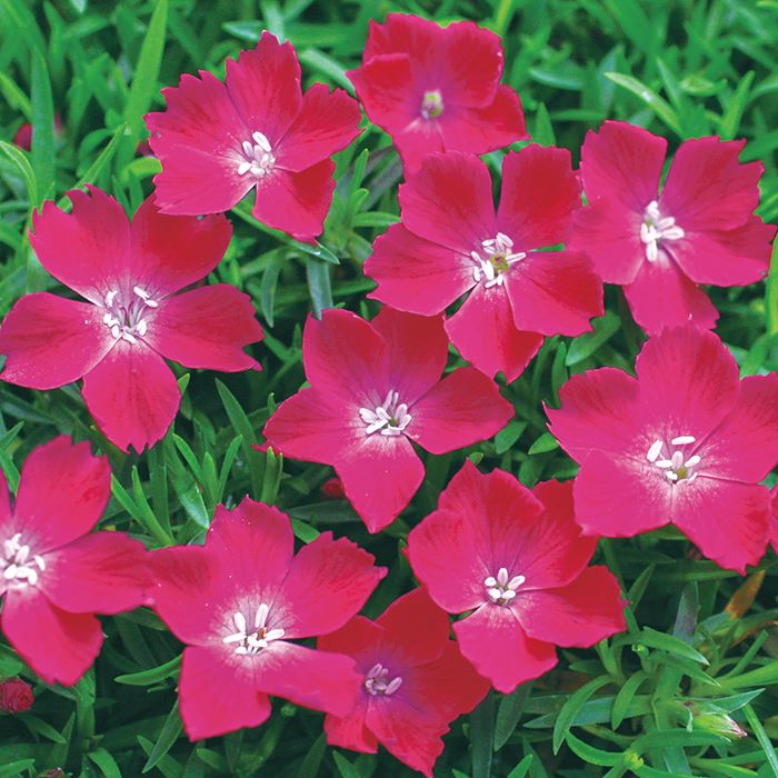 四季咲きナデシコ 花はなスカーレット 種 タネ 球根 苗の通販はサカタのタネ オンラインショップ