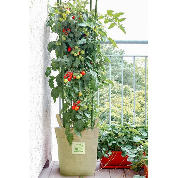 おしゃれ栽培 ハイ トマト 種 タネ 球根 苗の通販はサカタのタネ オンラインショップ