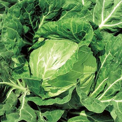 キャベツ 金系201EX