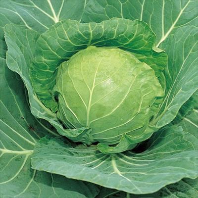 キャベツ アーリーボール