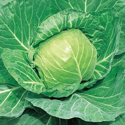 キャベツ グリーンボール