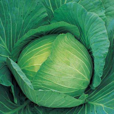 キャベツ 青琳