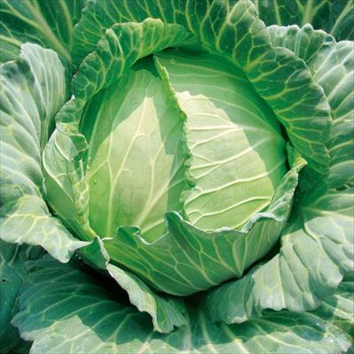 キャベツ 雪みどり