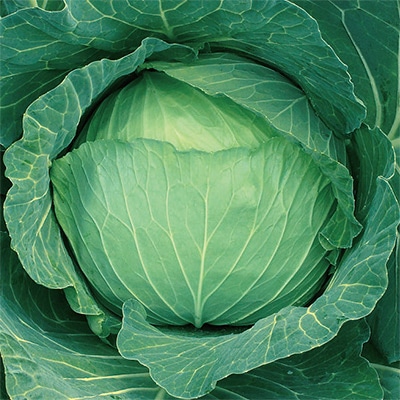 キャベツ  がいな