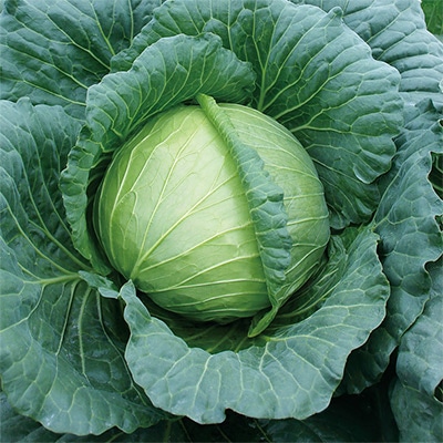 キャベツ ふうりん