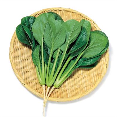 コマツナ きよすみ