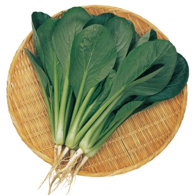 コマツナ はまつづき