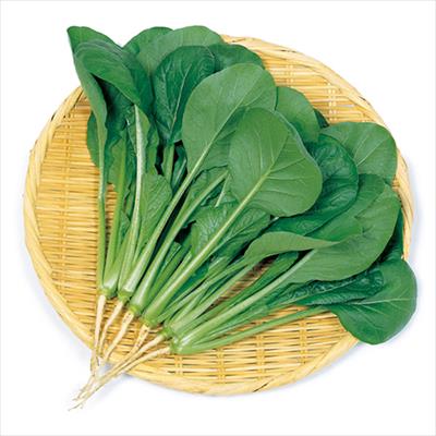 コマツナ わかみ