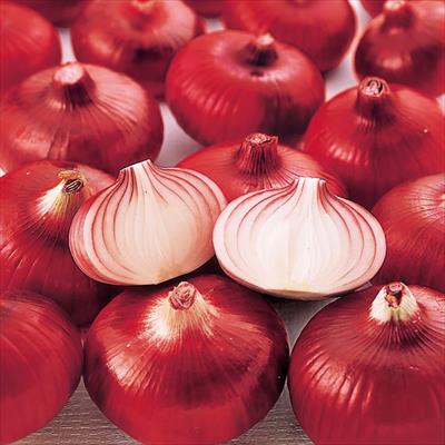 タマネギ 早生湘南レッド