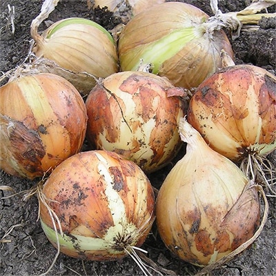 タマネギ アイドルまさこ（R）