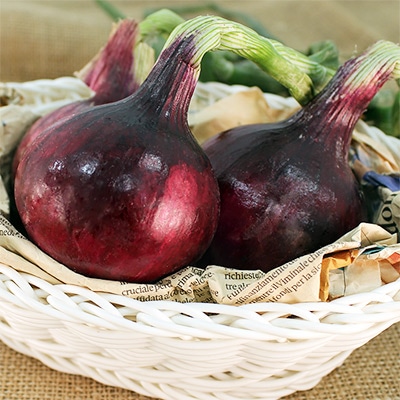 タマネギ 泉州の茜