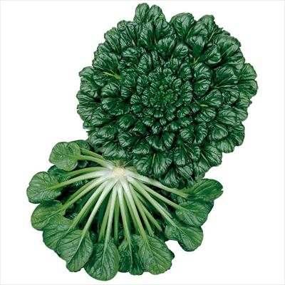 中国野菜 タァツァイ