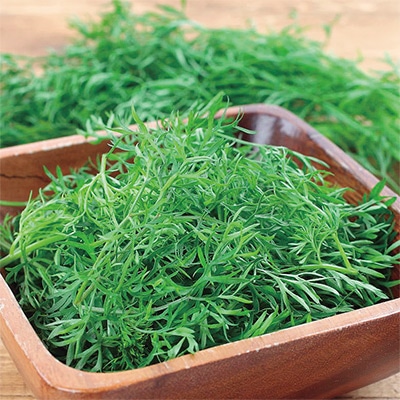 パクチー 細葉パクチー（コリアンダー）