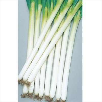 ネギ 冬扇3号