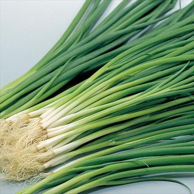 小ネギ 緑秀