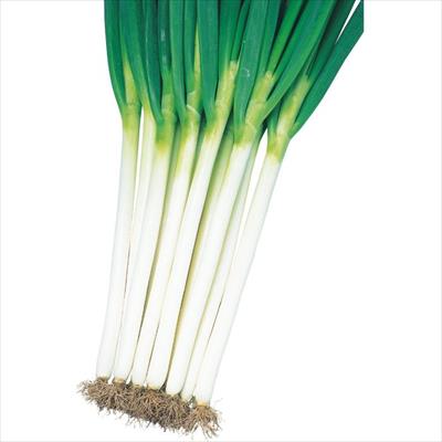 ネギ 夏扇パワー