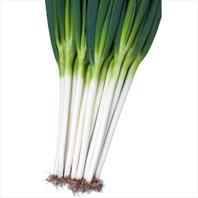 ネギ 夏扇タフナー