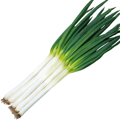 ネギ 初夏扇2号