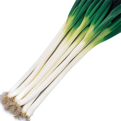【ながねぎ】 ネギ 湘南一本｜種（タネ）,球根,苗,資材,ガーデニンググッズの