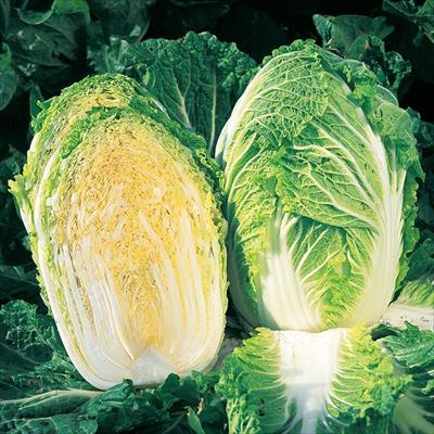 ハクサイ みねぶき505