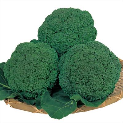 ブロッコリー グランドーム