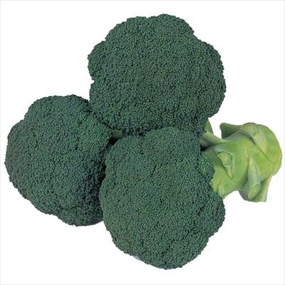 ブロッコリー グリーンキャノン