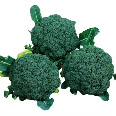 ブロッコリー こんばんは(R)