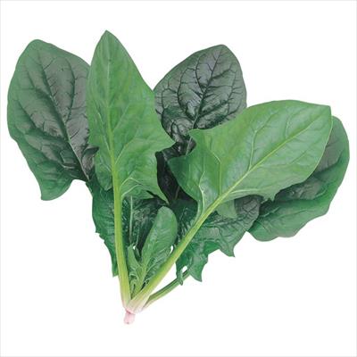 ホウレンソウ ミラージュ