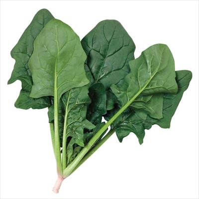 ホウレンソウ ジャスティス