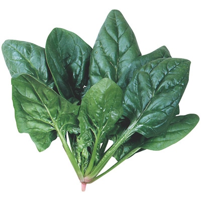 ホウレンソウ サンライト