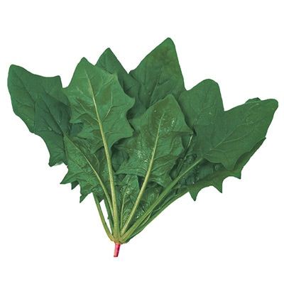 改良日本ほうれんそう パレード