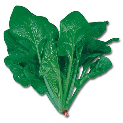 ホウレンソウ 西洋ホウレンソウ ノーベル