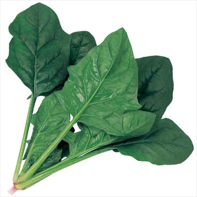 ほうれん草 10800033_s.jpg