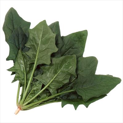 ホウレンソウ パレード