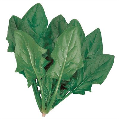 ホウレンソウ ソロモン