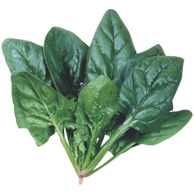 ホウレンソウ サンライト