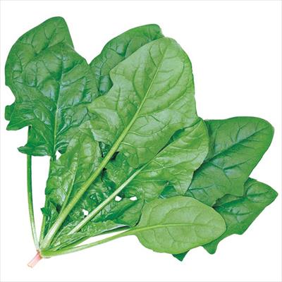 ホウレンソウ アトラス