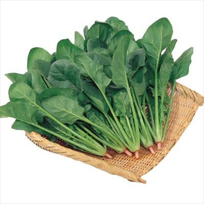 ホウレンソウ ミストラル